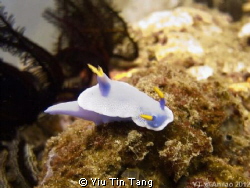 Nudibranch at Anilao, Philippines by my S95 + YS-01 by Yiu Tin Tang 